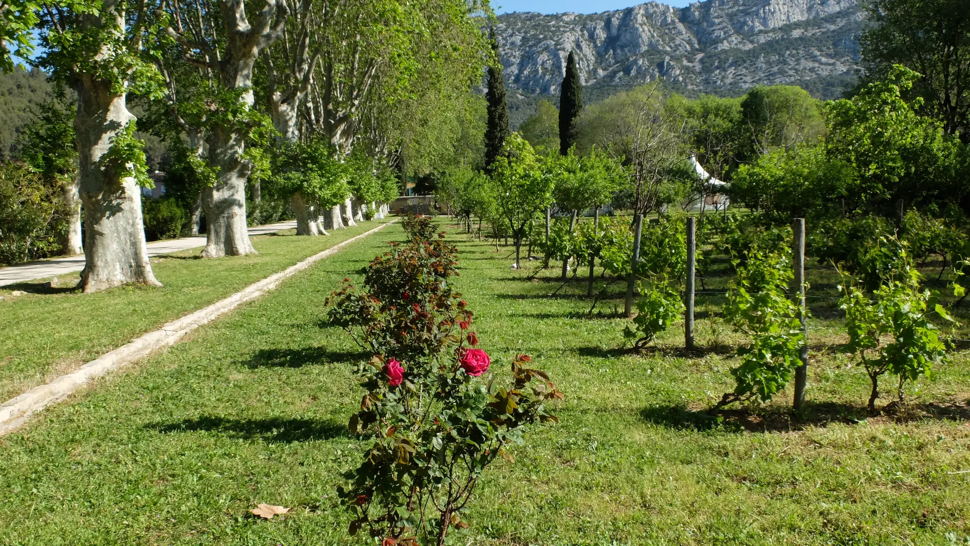 La contre allée des platanes