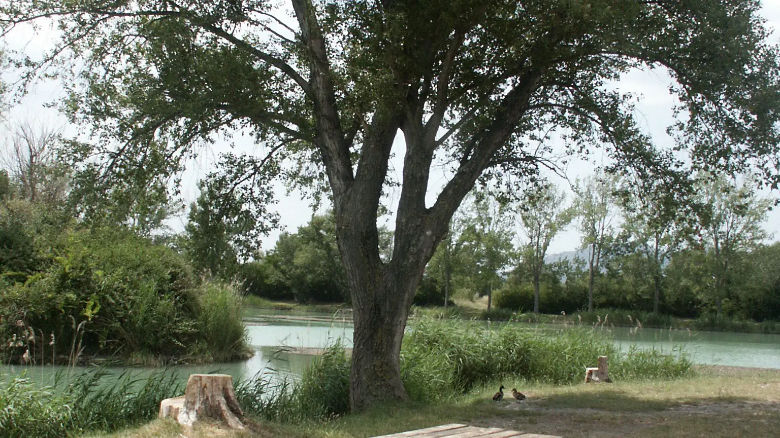 Table de pique nique