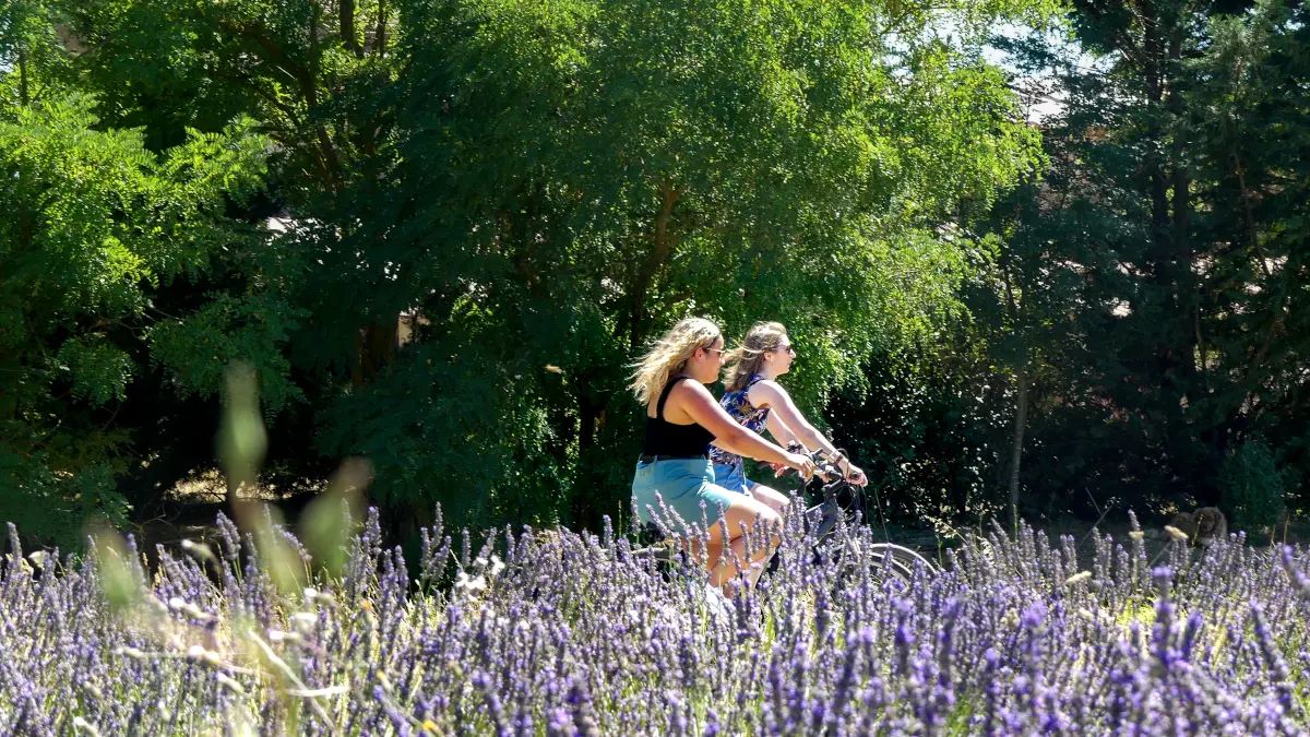A vélo au pied des lavandes du domaine des Toulons