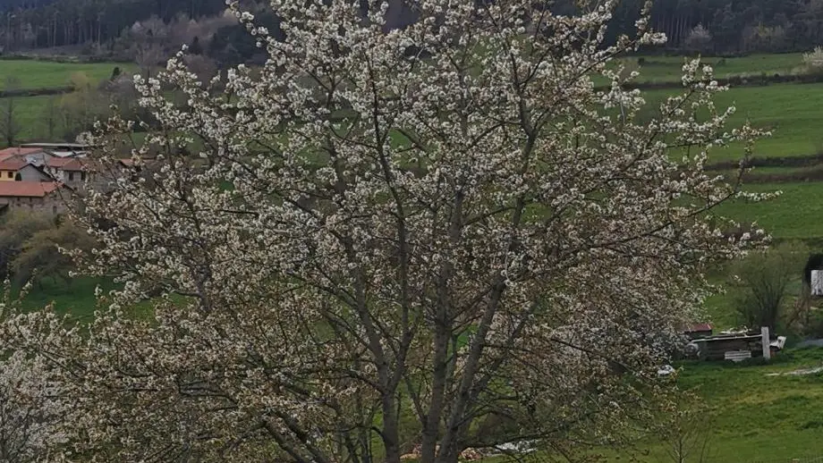 ...cerisier en fleurs au printemps...pour des paniers de cerises en été...