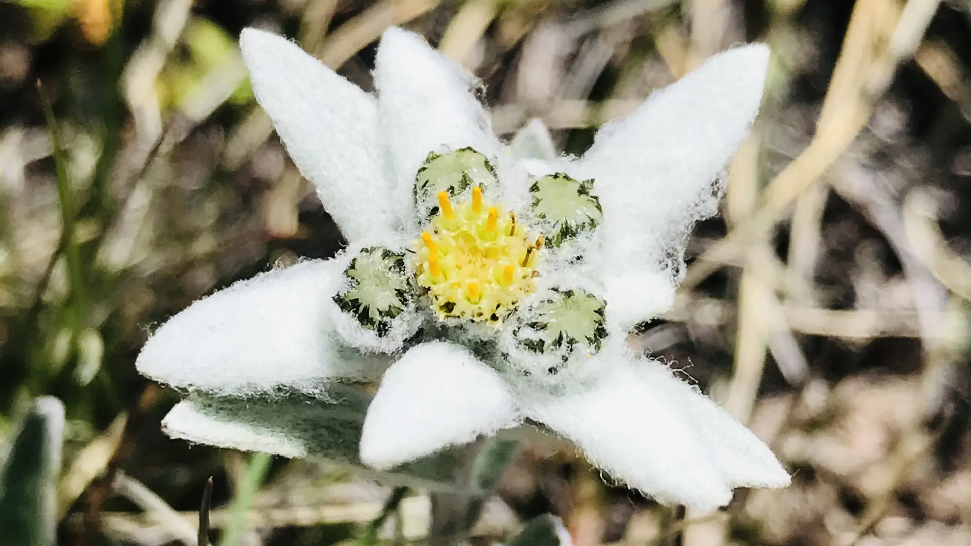 Photographie d'une Edelweiss