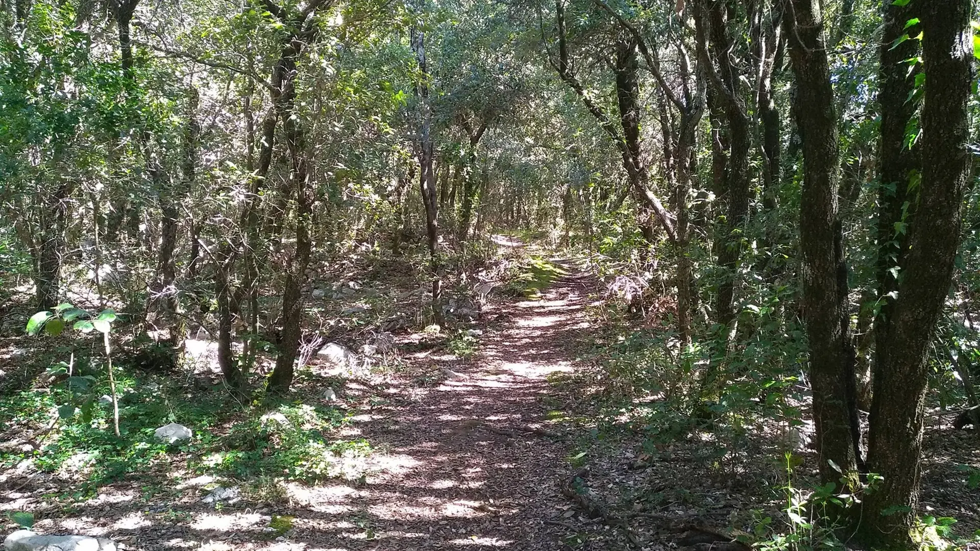 Vue sur le sentier ombragé par les différents arbres aux abords du sentier