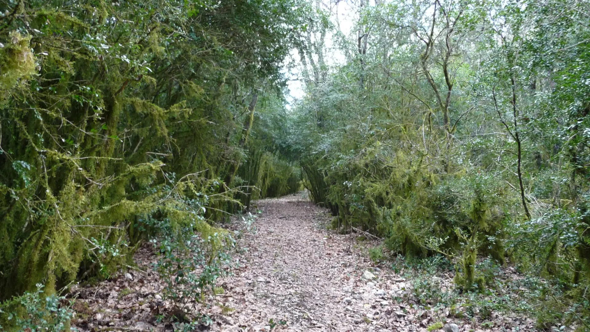 Forêt couverte de mousse
