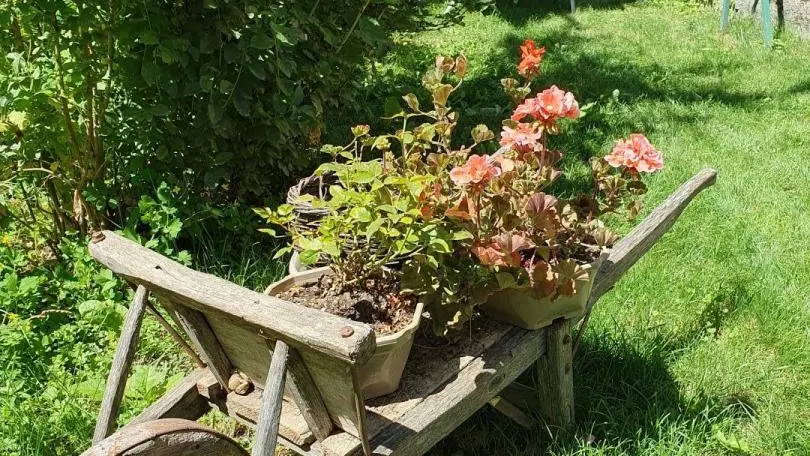 Clin d'oeil fleuri du jardin à 50m -Gîte Le Portalet-Saint-Étienne-de-Tinée-Gîtes de France des Alpes-Maritimes