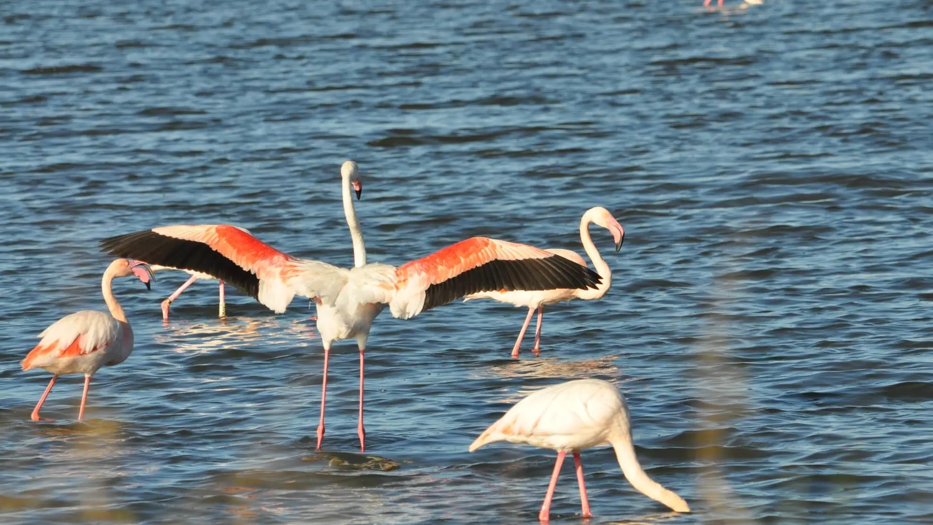 observation des oiseaux aux salins