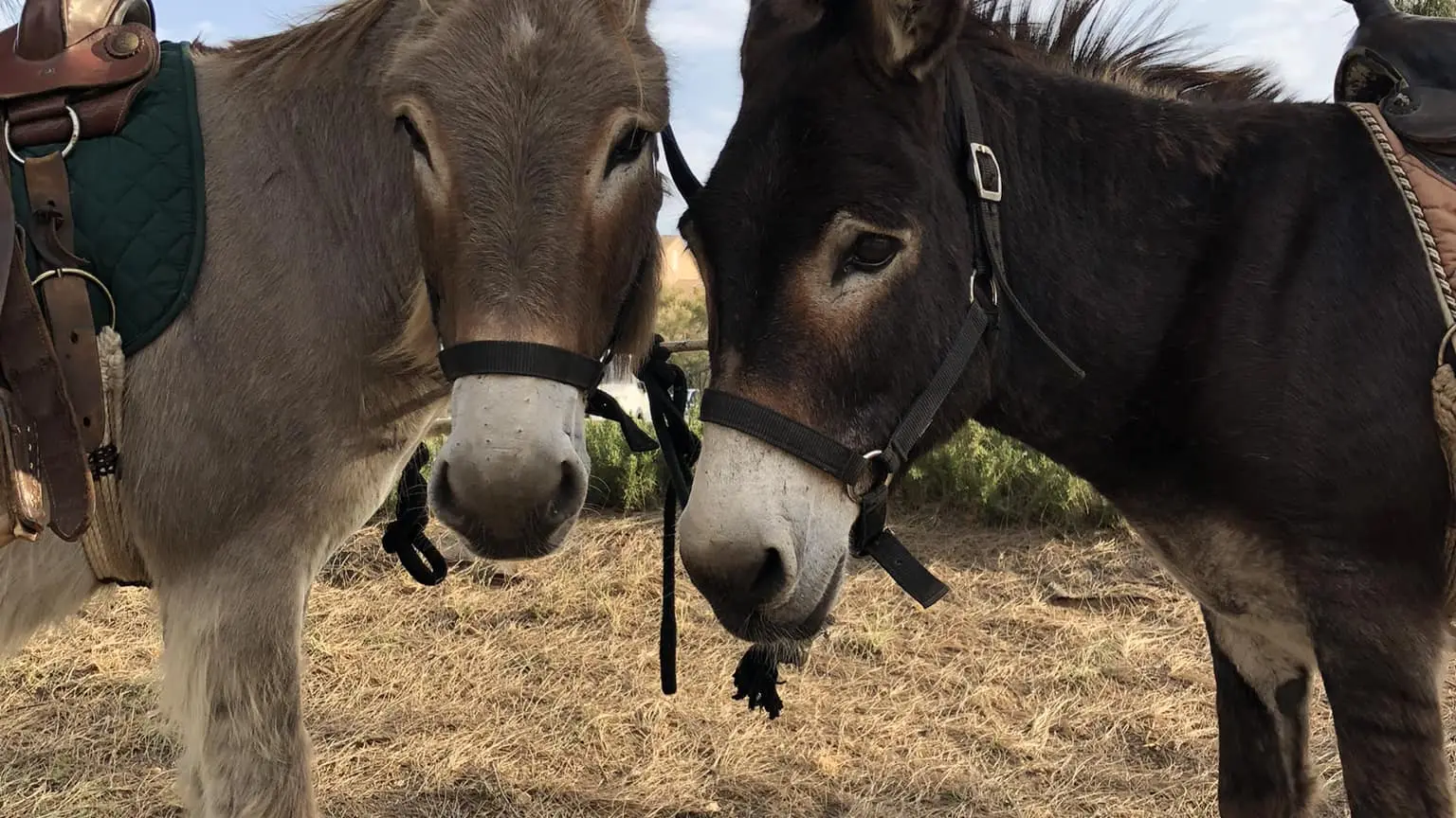 Balade en calèche et à dos d'ânes avec les Anes de Maélia à La Londe les Maures