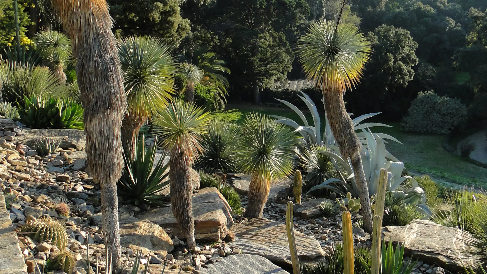 Jardin d'Amérique aride