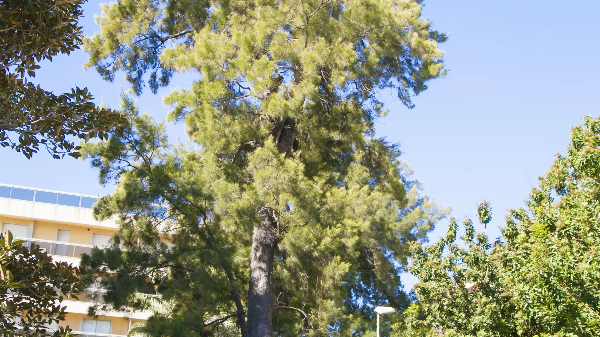 Casuarina arbre