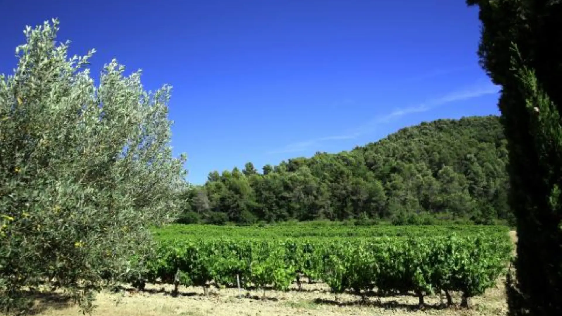 Vue sur les vignes, les oliviers et la forêt