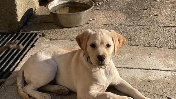 notre gentille petite chienne