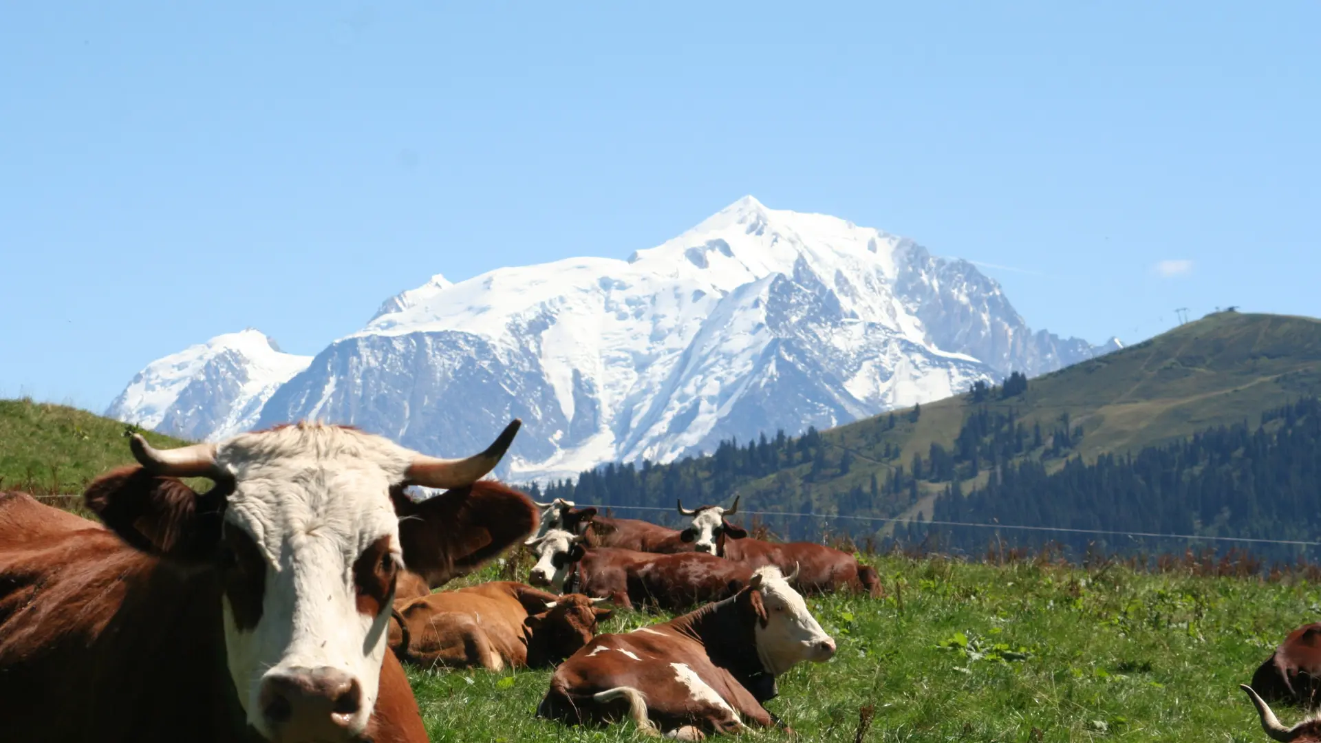 Le Mt Blanc