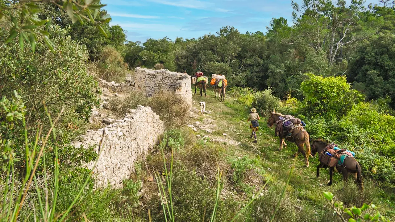 Balades et randonnées avec les muletiers Bigatier_Cuers