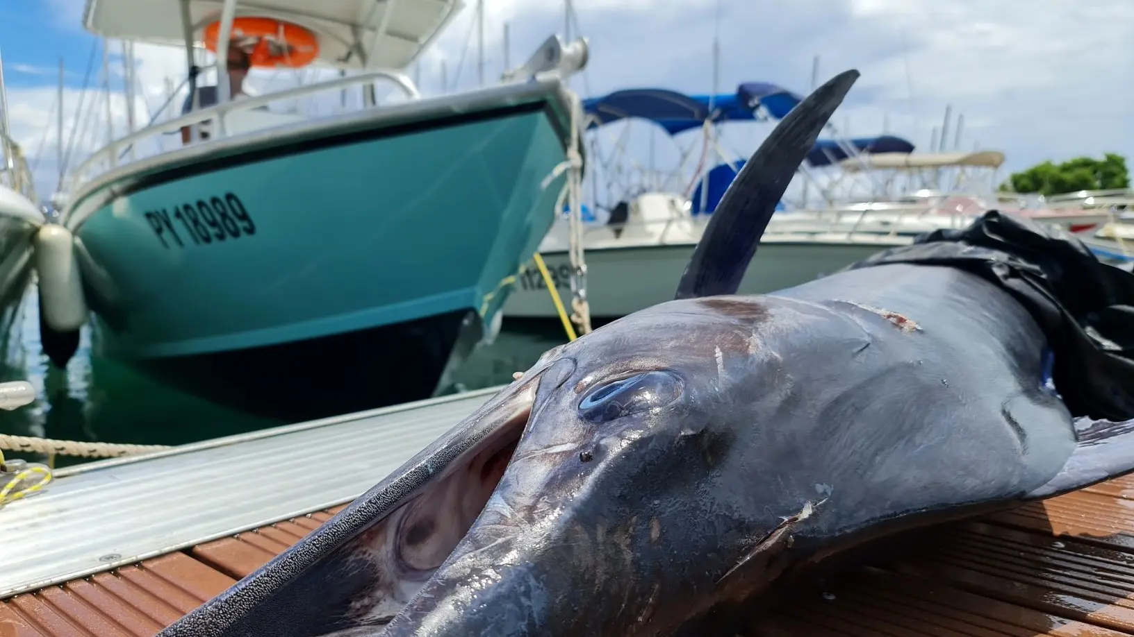 Tahiti Fish In A Barrel