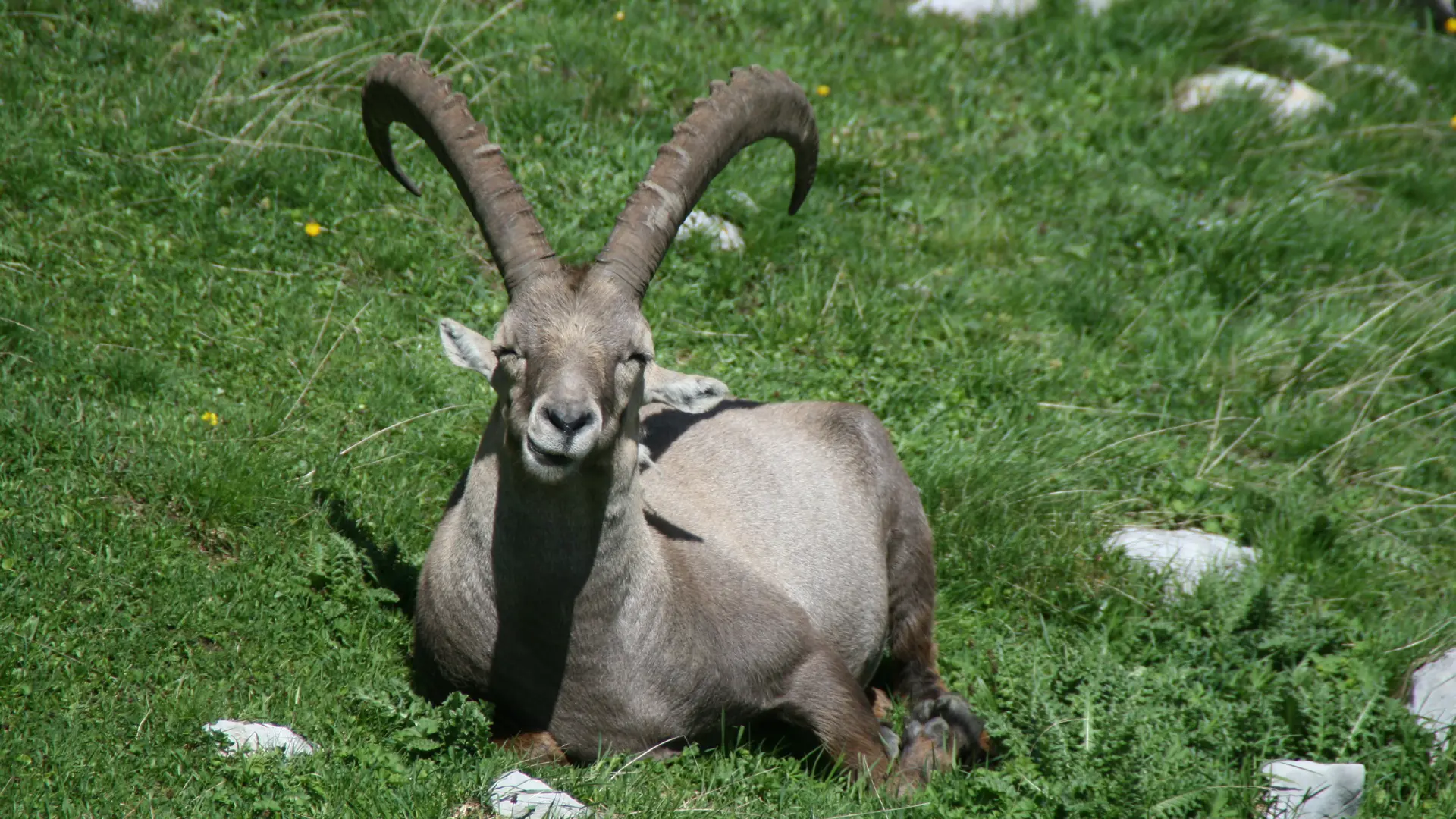 Mouflon, faune sauvage en vallée d'Abondance