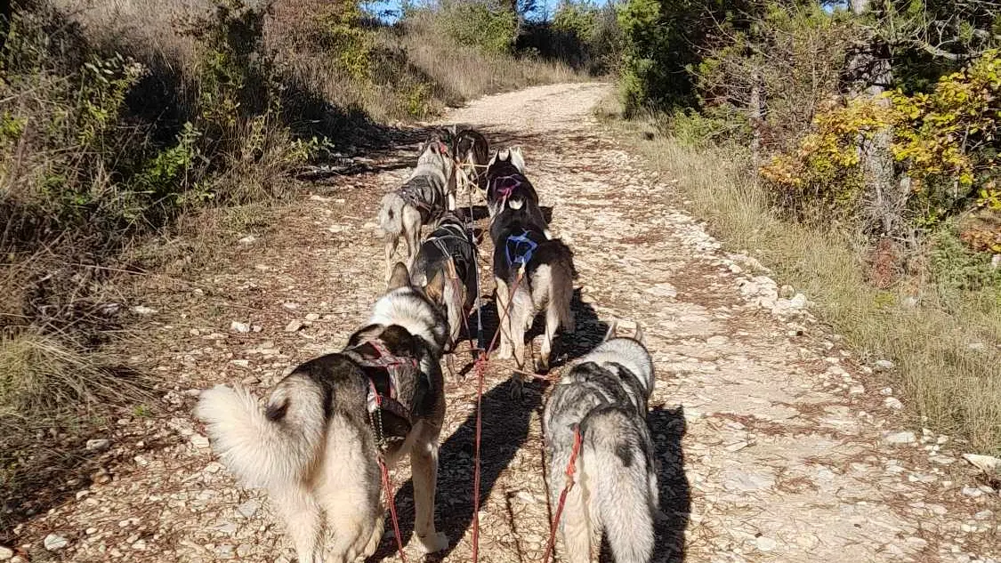 sur le chemin de l'aventure en Cani-Kart