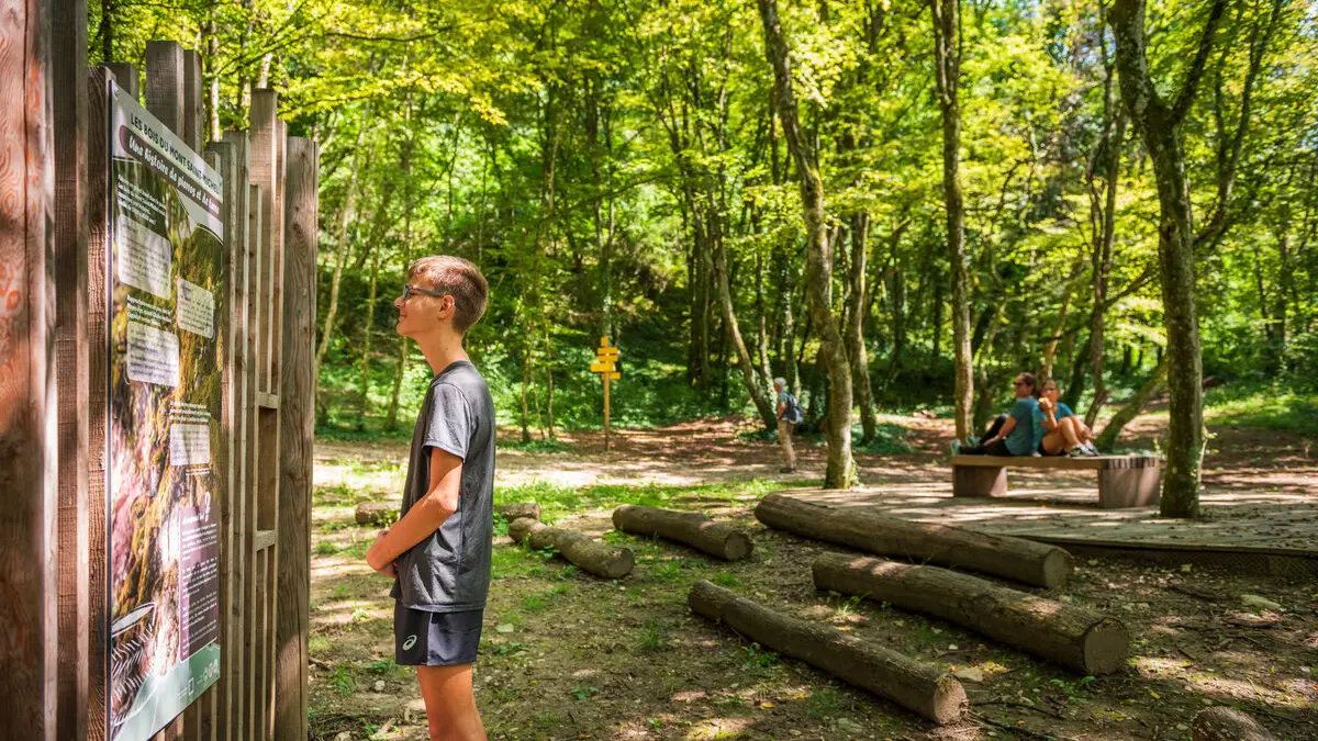 Bois des fées