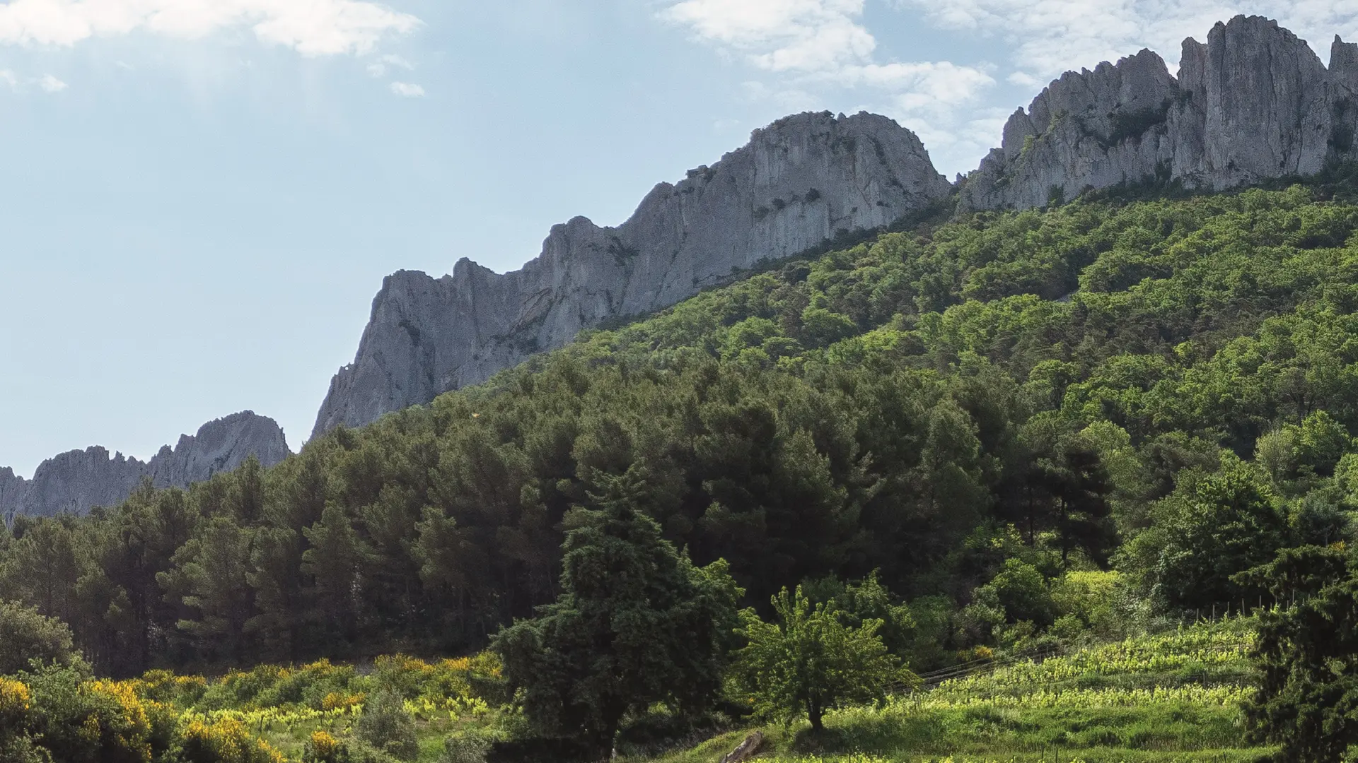 Vue sur les vignes