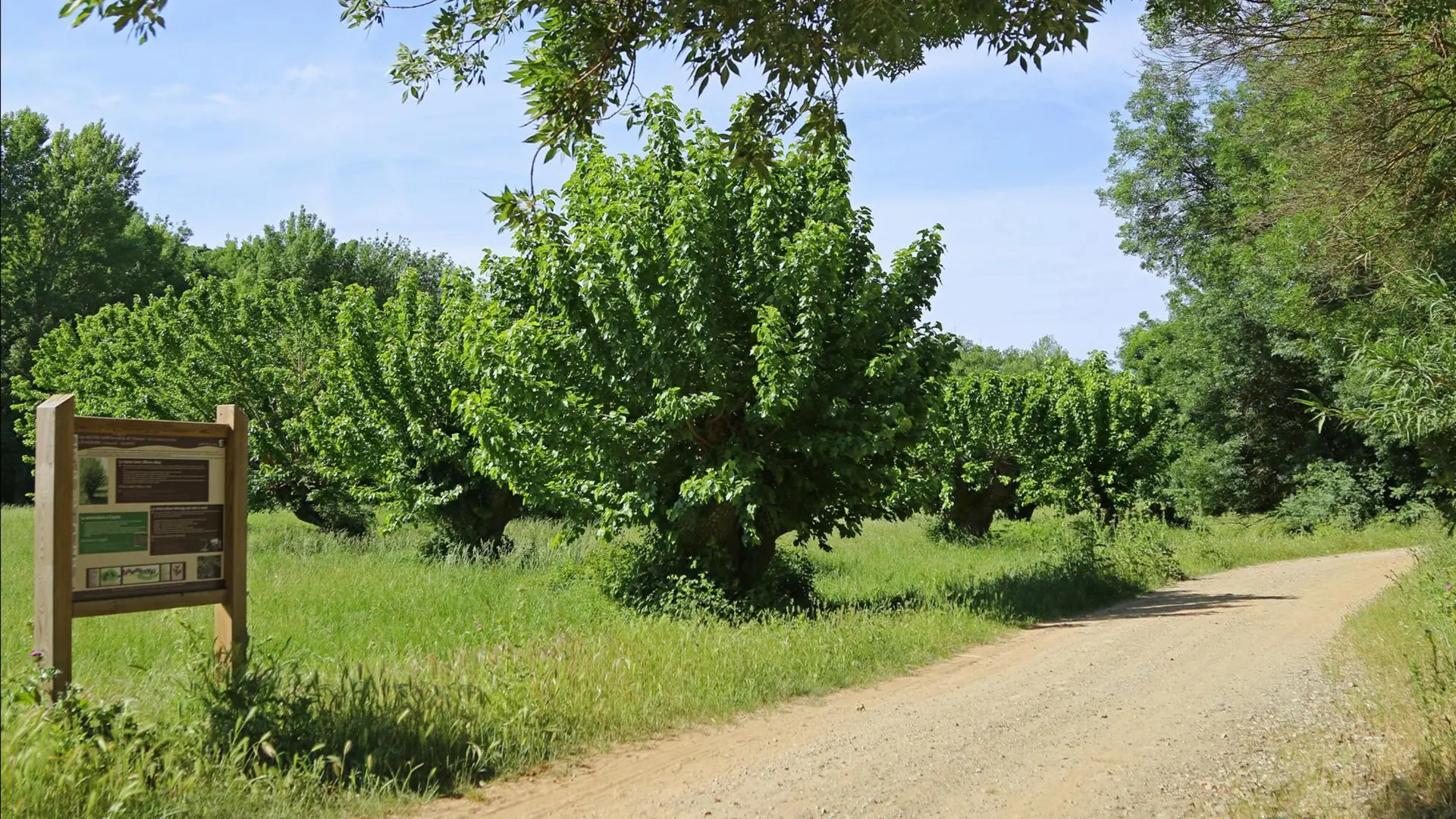 sentier