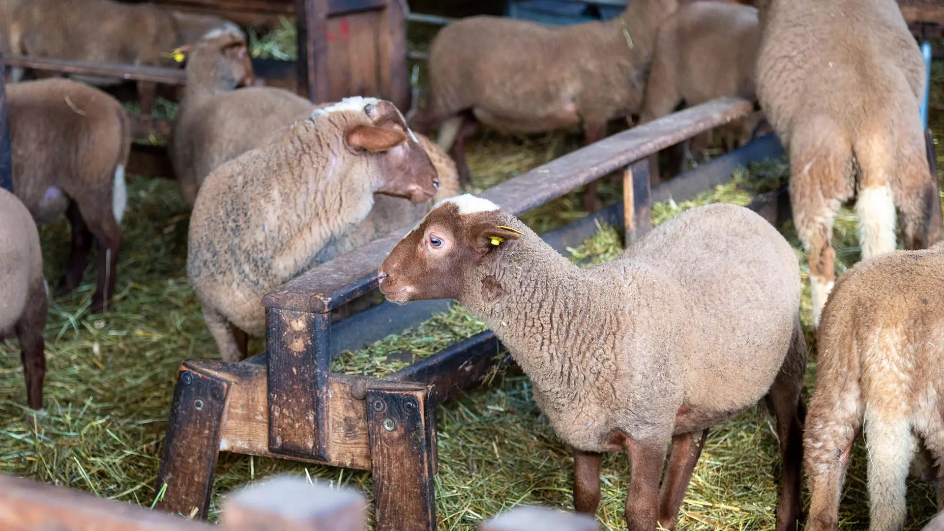 Ferme du Pra Simon