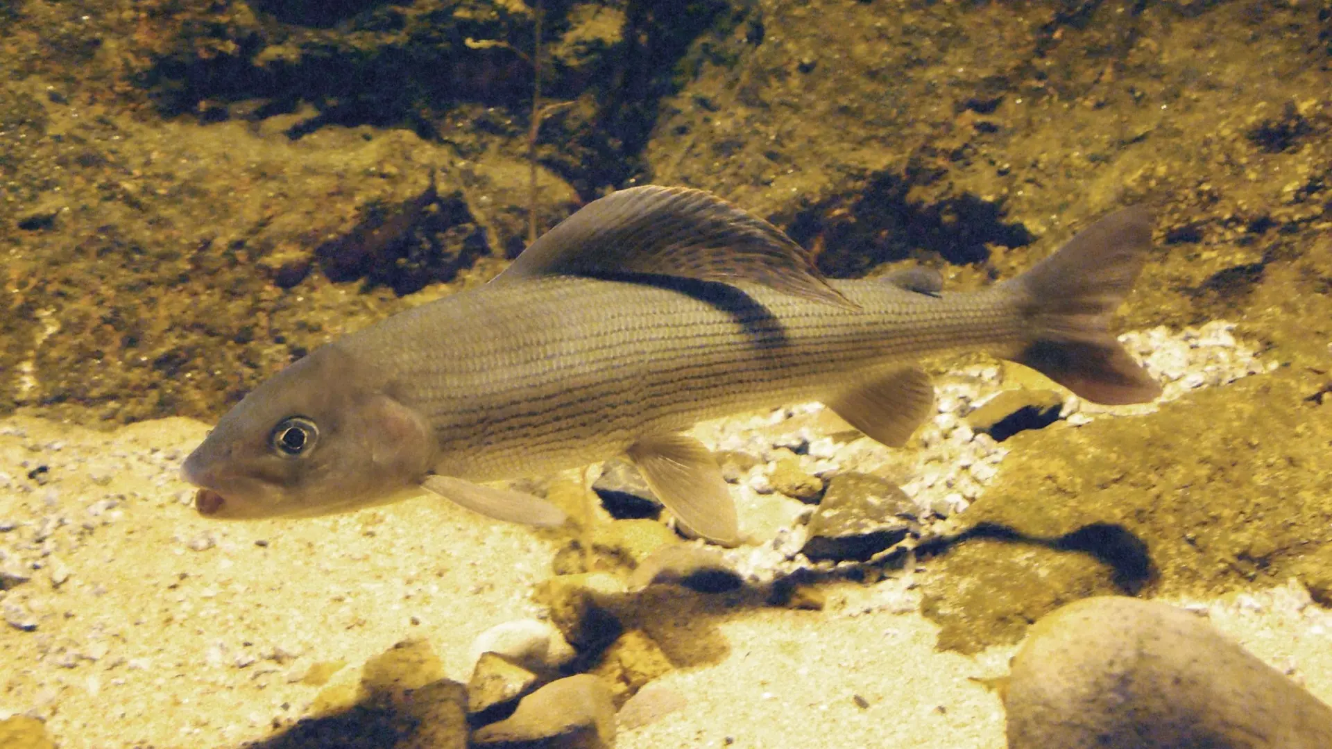 Ombre dans les aquariums du château de Bouthéon