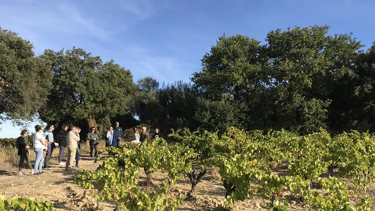 The vineyard during a guided tour