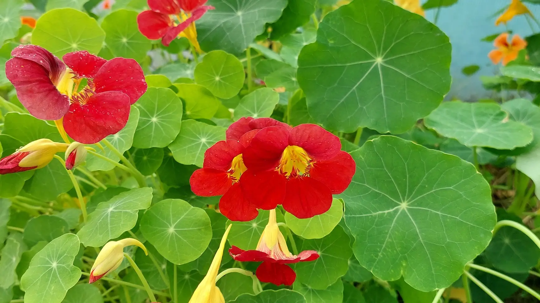 Capucines, fleurs et feuilles comestibles