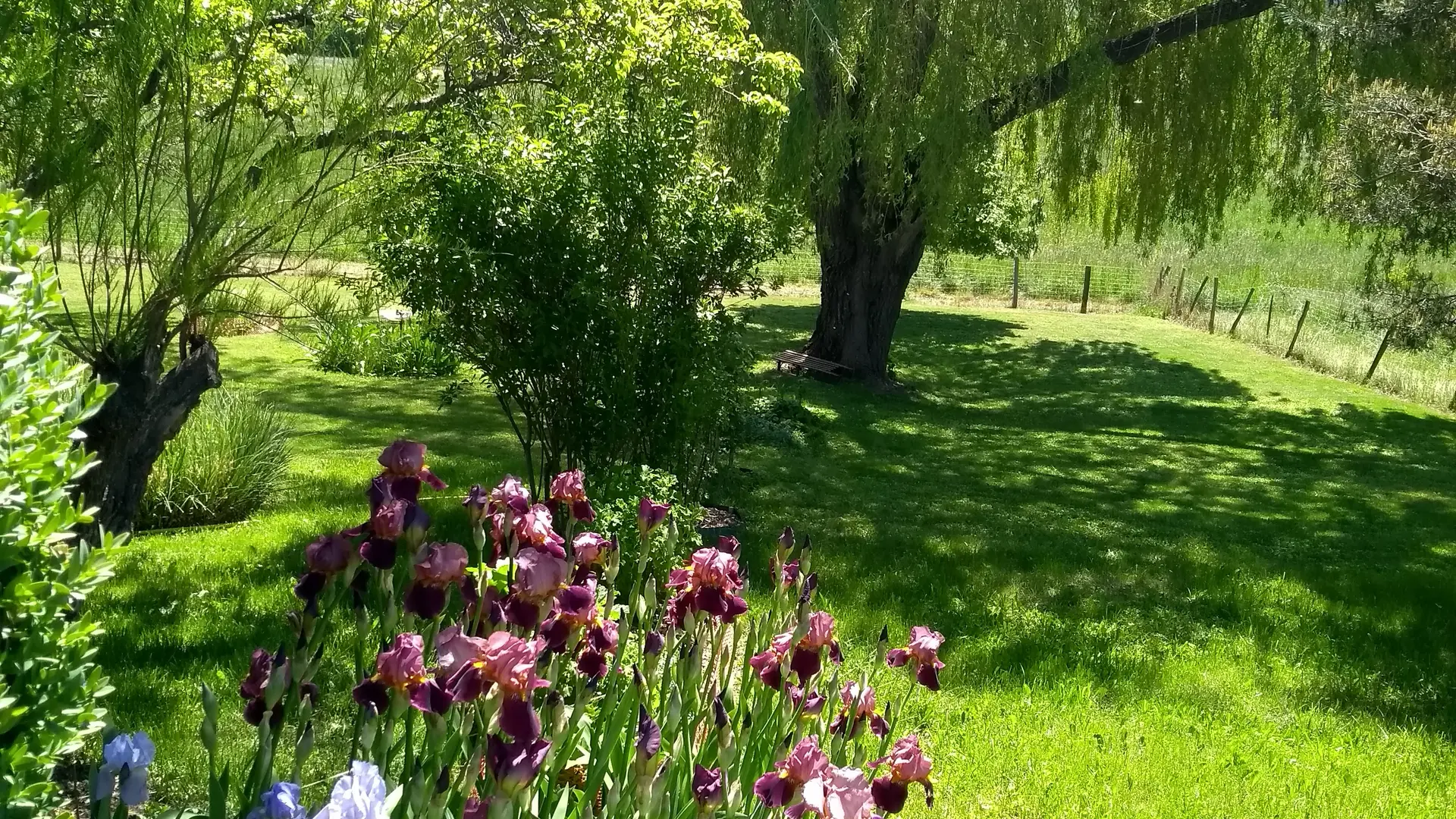 Le grand saule jardin