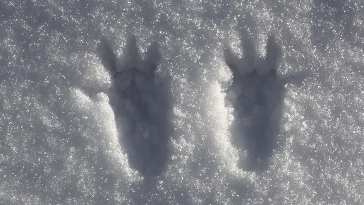 Raquettes avec Maïté