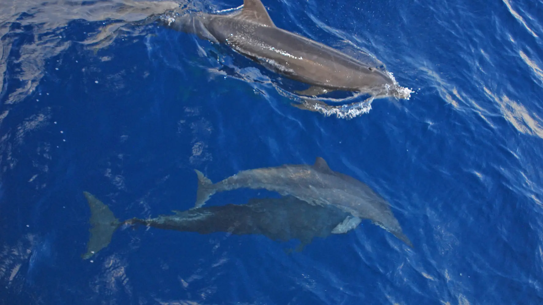 A la rencontre des dauphins et mammifère