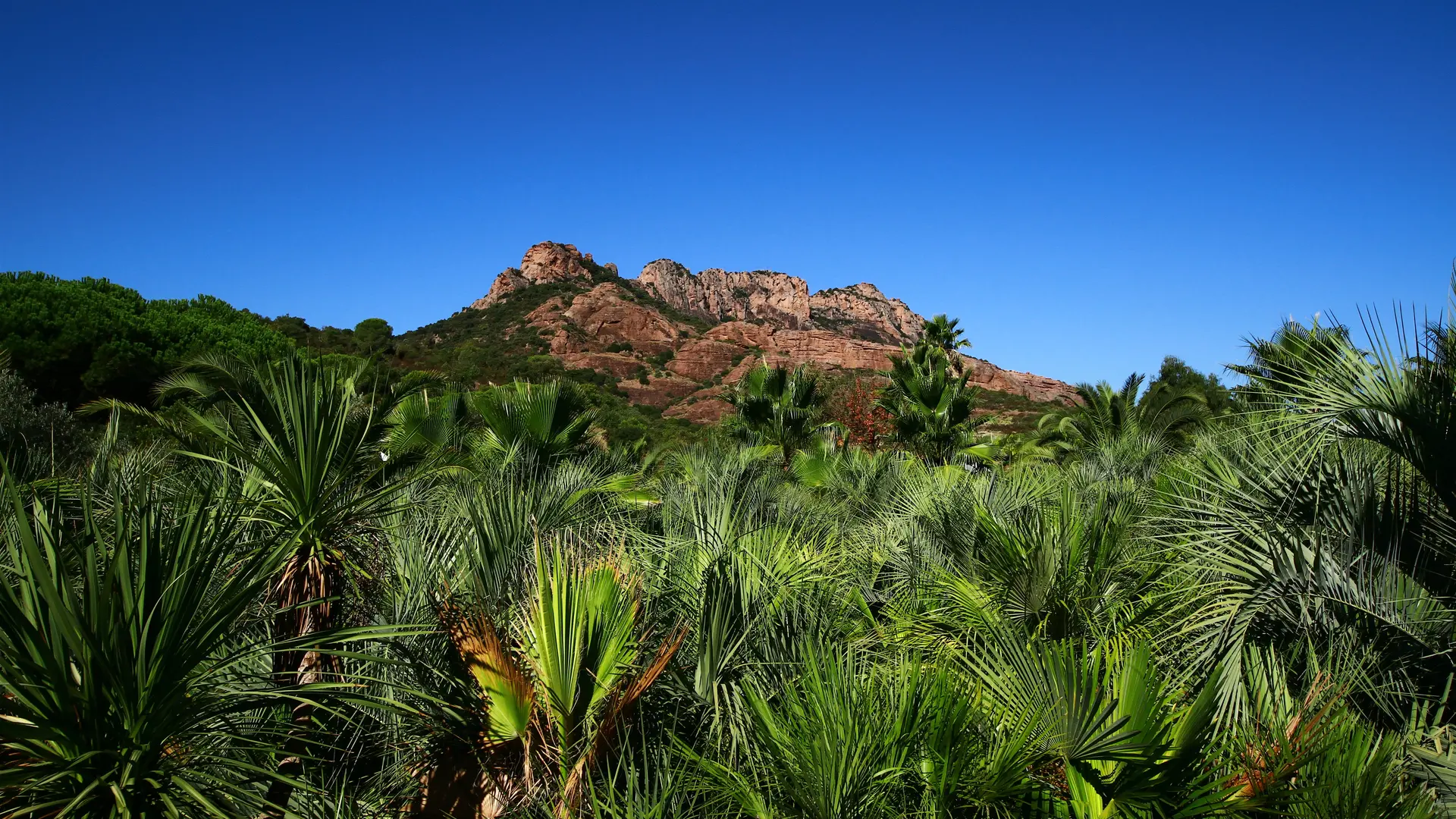 Tropicana flore Rocher de Roquebrune