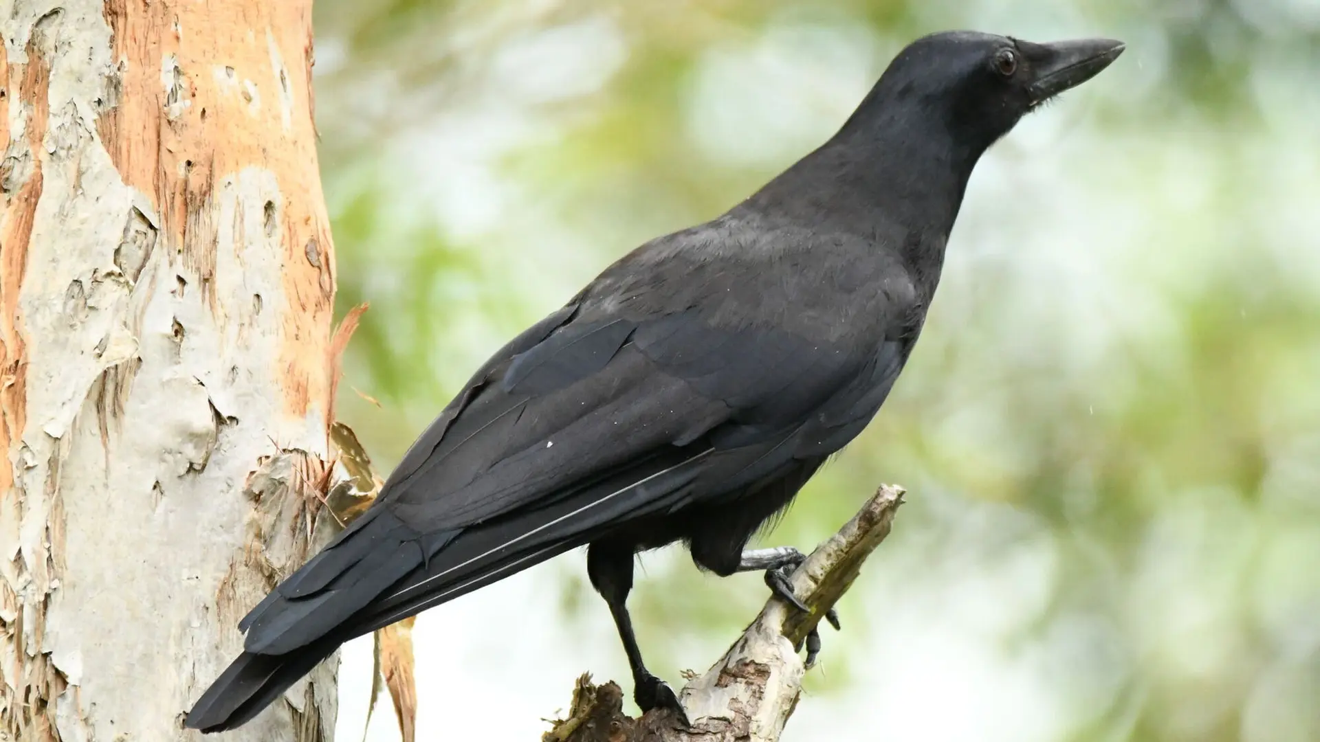 Un corbeau aperçu, un nautou, un cagou... de nombreux oiseaux peuplent le parc, à vos jumelles !