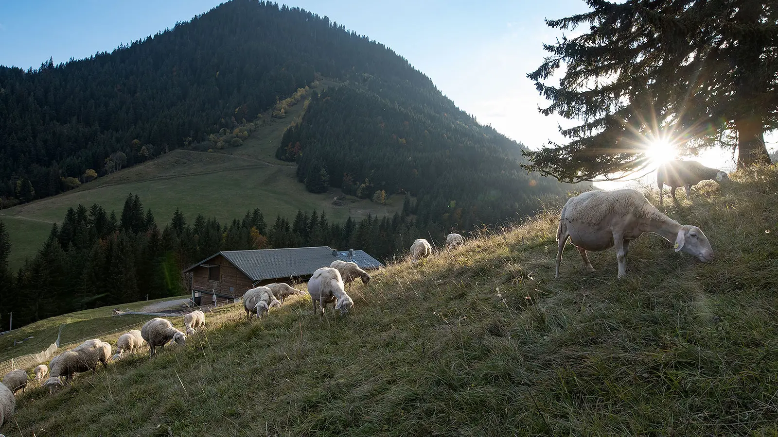 La ferme de l'Alpage du Muret