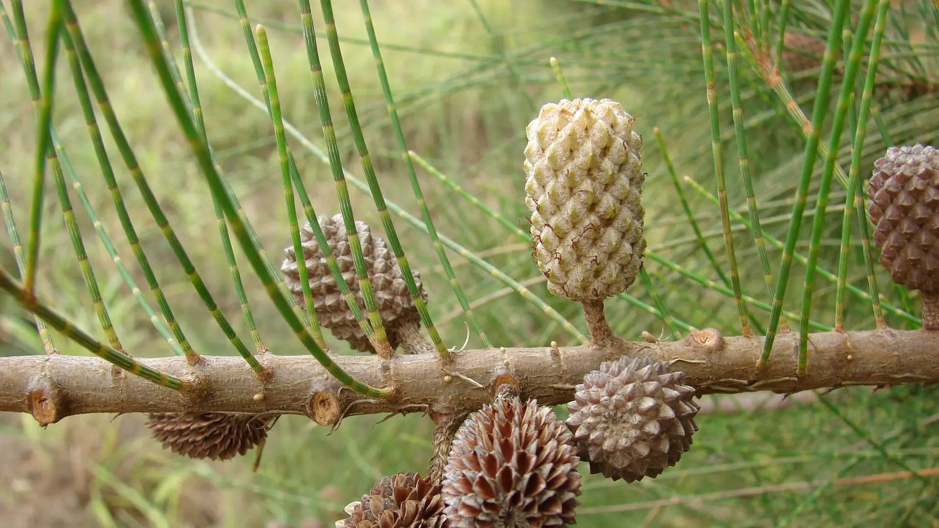 Casuarina fruit