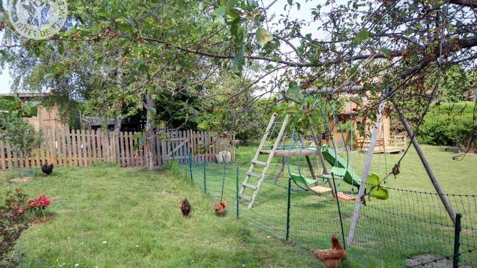Des poules pour le plaisir des bons oeufs, que vous pouvez déguster, brouillés ou à la coque au petit déjeuner.