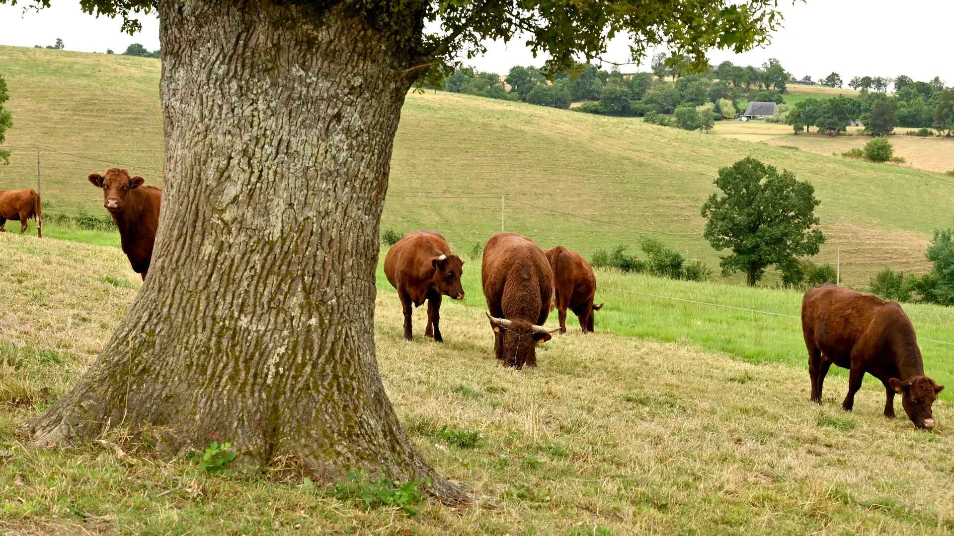 Troupeau de vaches Salers