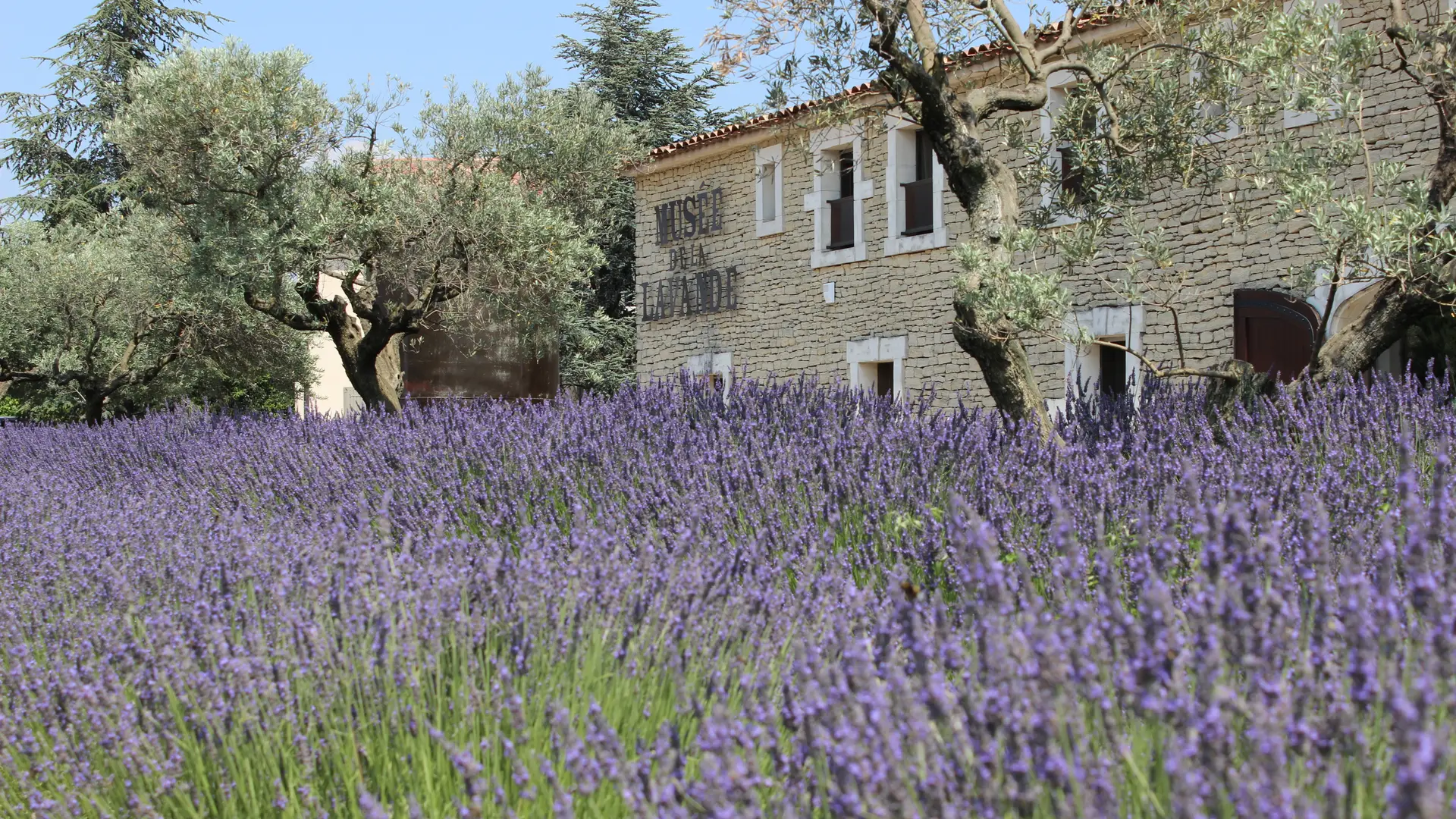 Musée de la Lavande