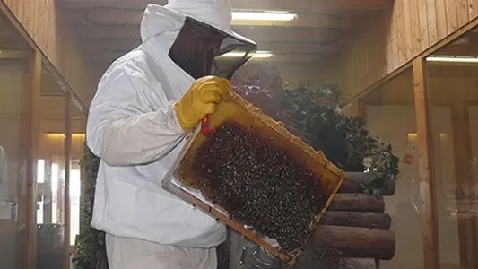 Miellerie La Grange aux Abeilles à Estivareilles