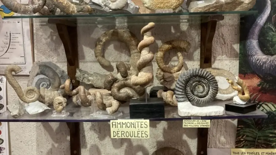 Fossils