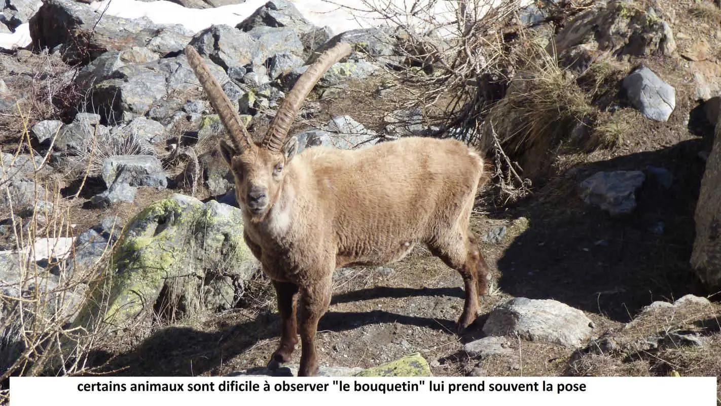 une faune nombreuse et variée dans le massif du Mercantour