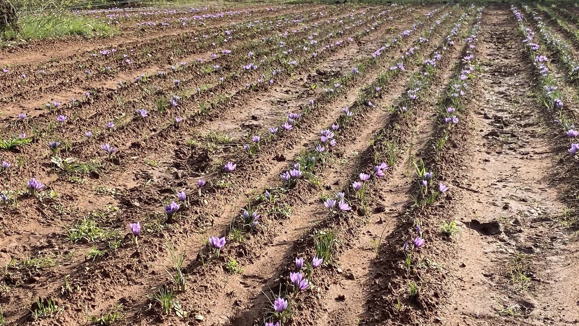 Domaine des Hyades production de safran à Cuers