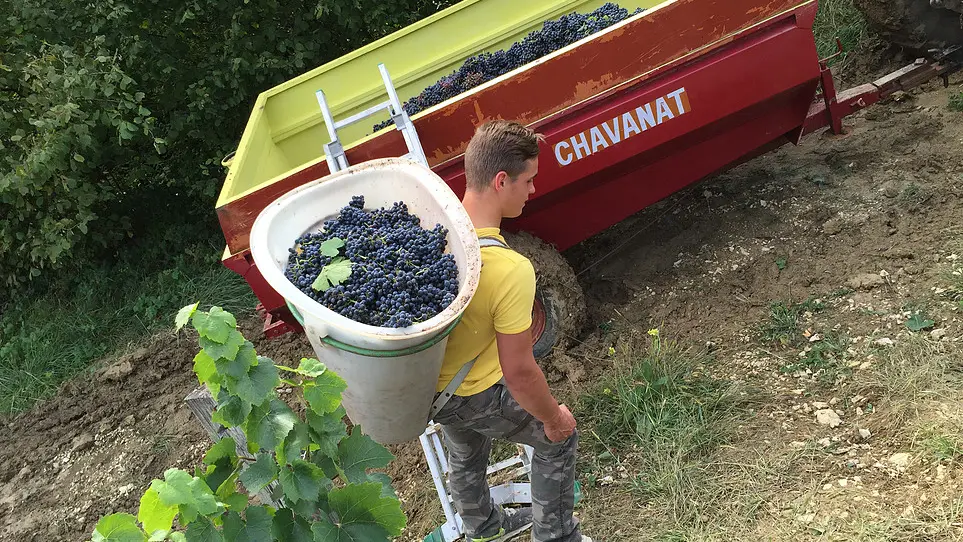 Vendanges