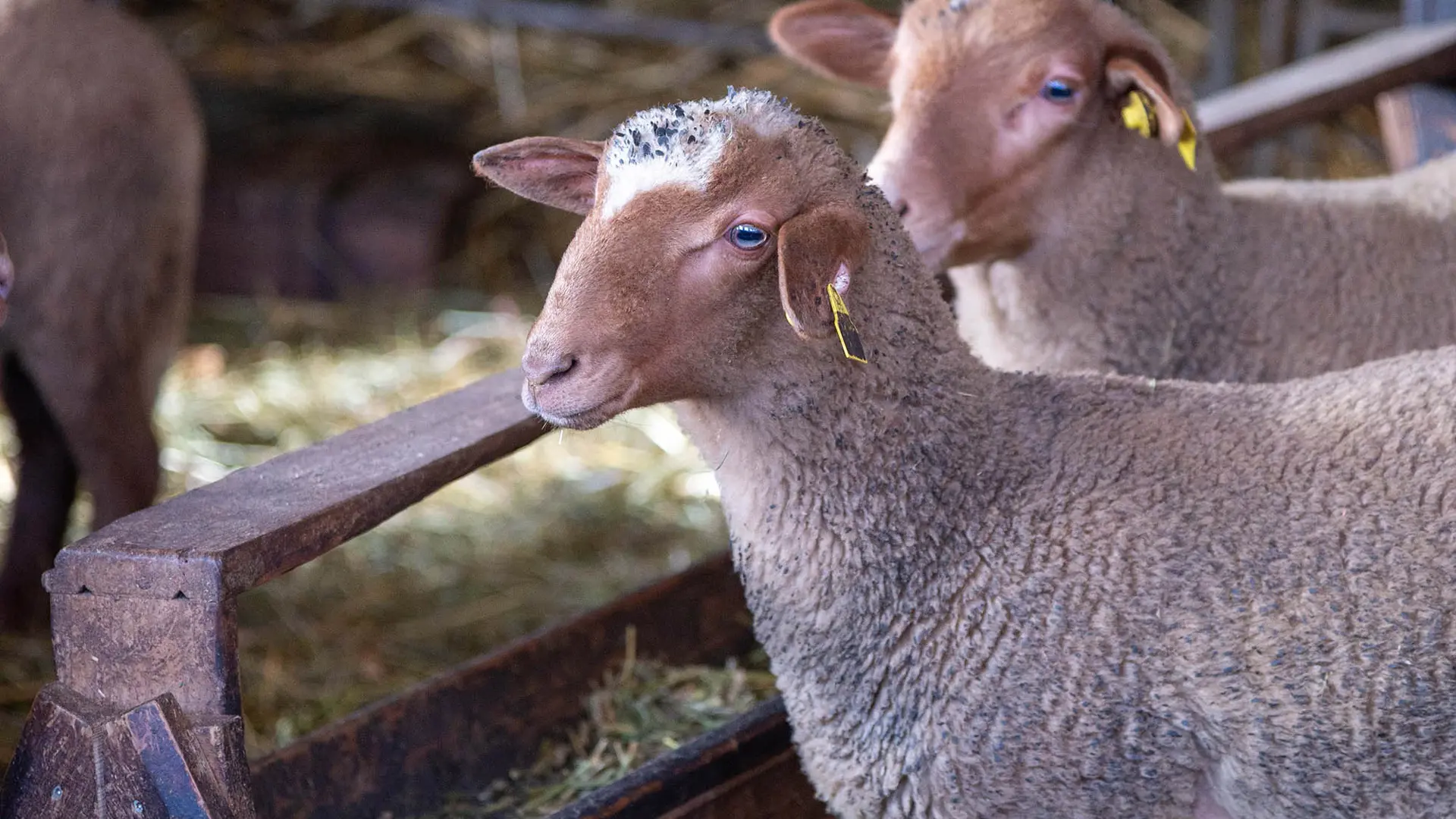 Ferme du Pra Simon