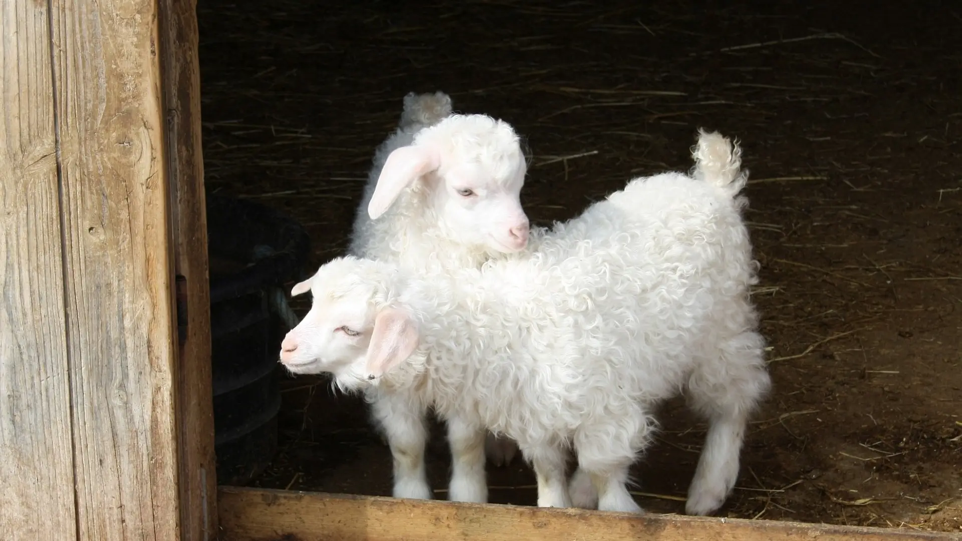Chevreaux Angora dans le parc du château de Bouthéon