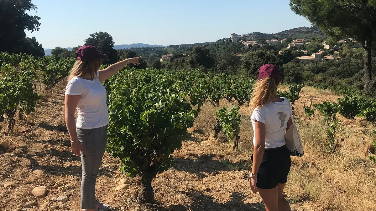 Le vignoble avec belle vue dégagée