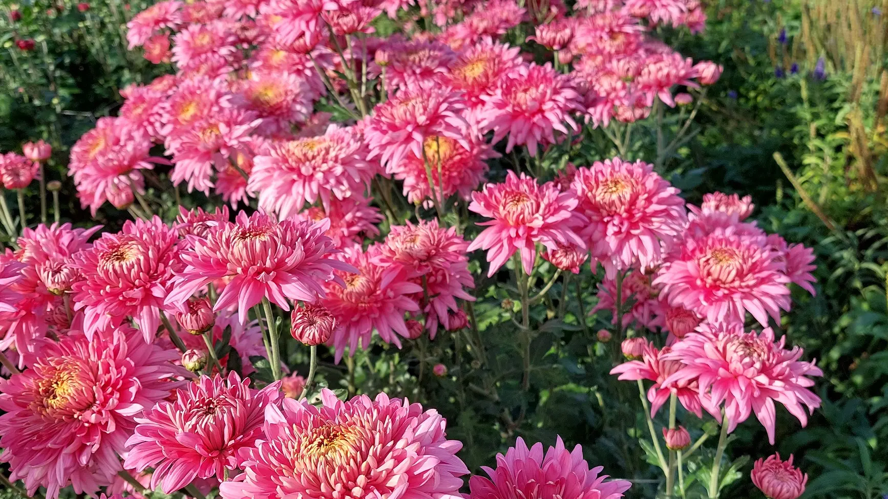 Chrysanthèmes, fleurs d'automne par excellence !