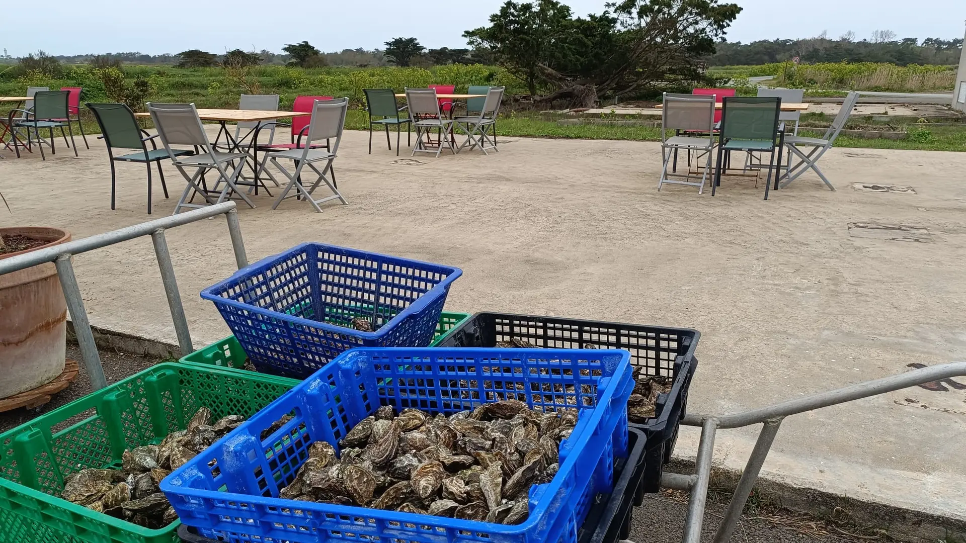 Explotación y degustación