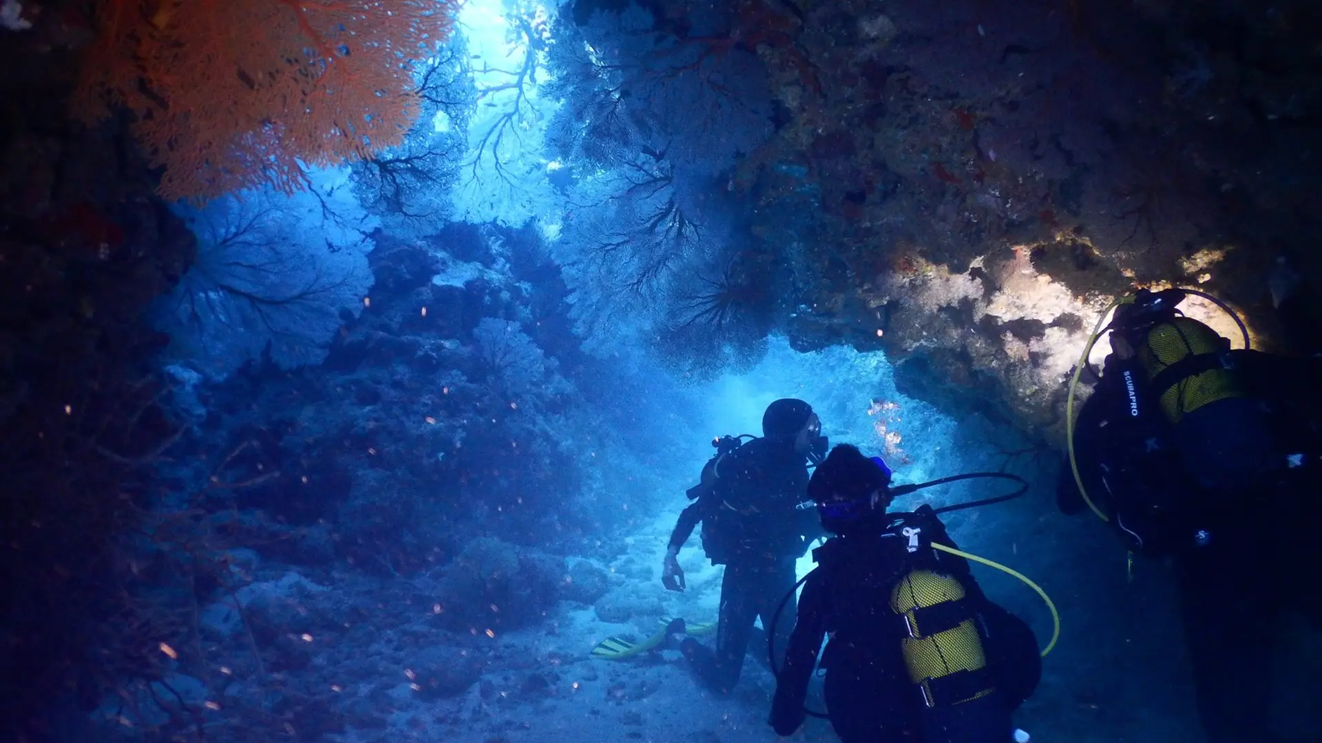 lagon, mer, plongée, Poindimié, Tieti DIving