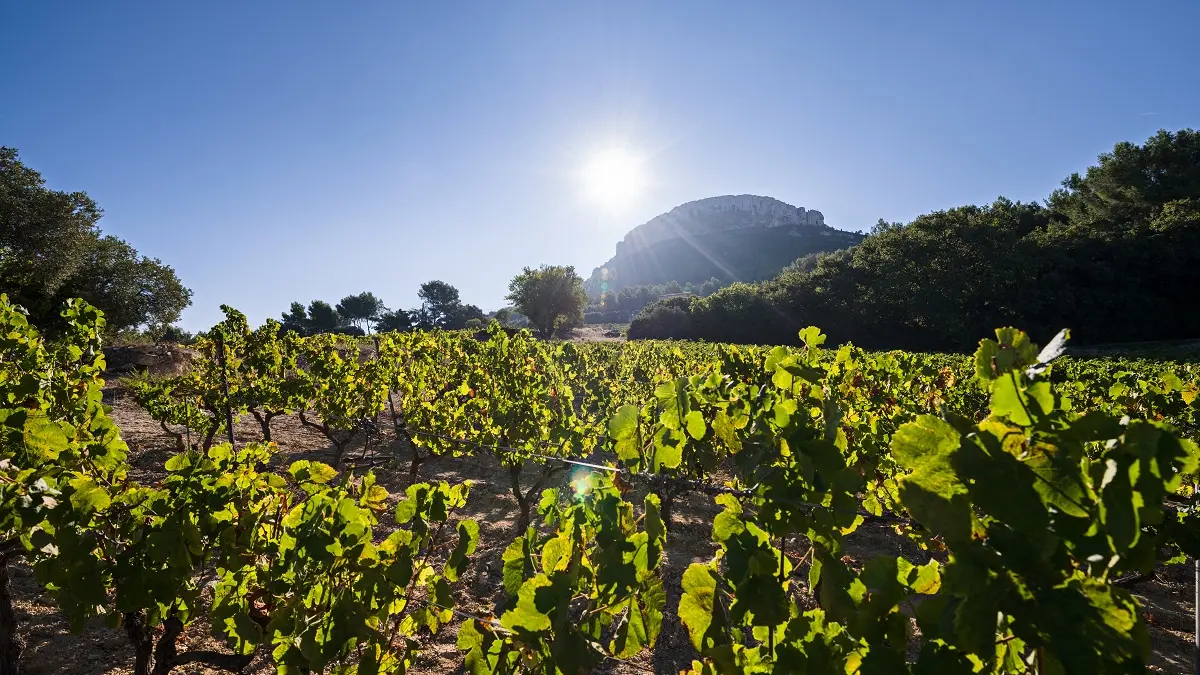 La Dona Tigana : Visite & Dégustation de 3 vins agrémentées d'un plateau de charcuterie/fromages