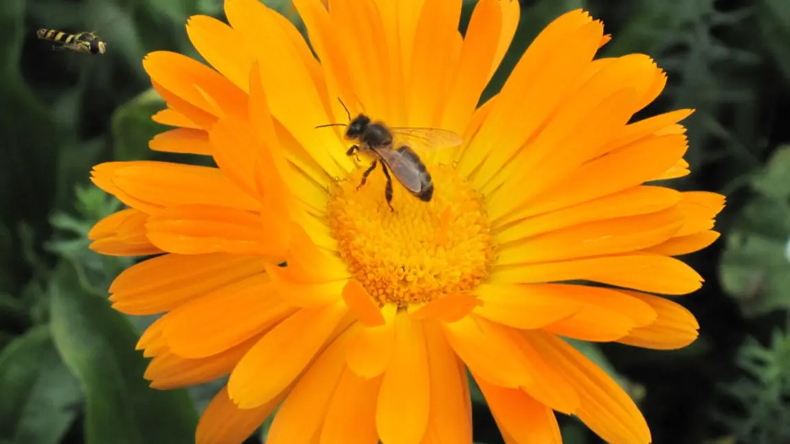 Abeilles d'antan