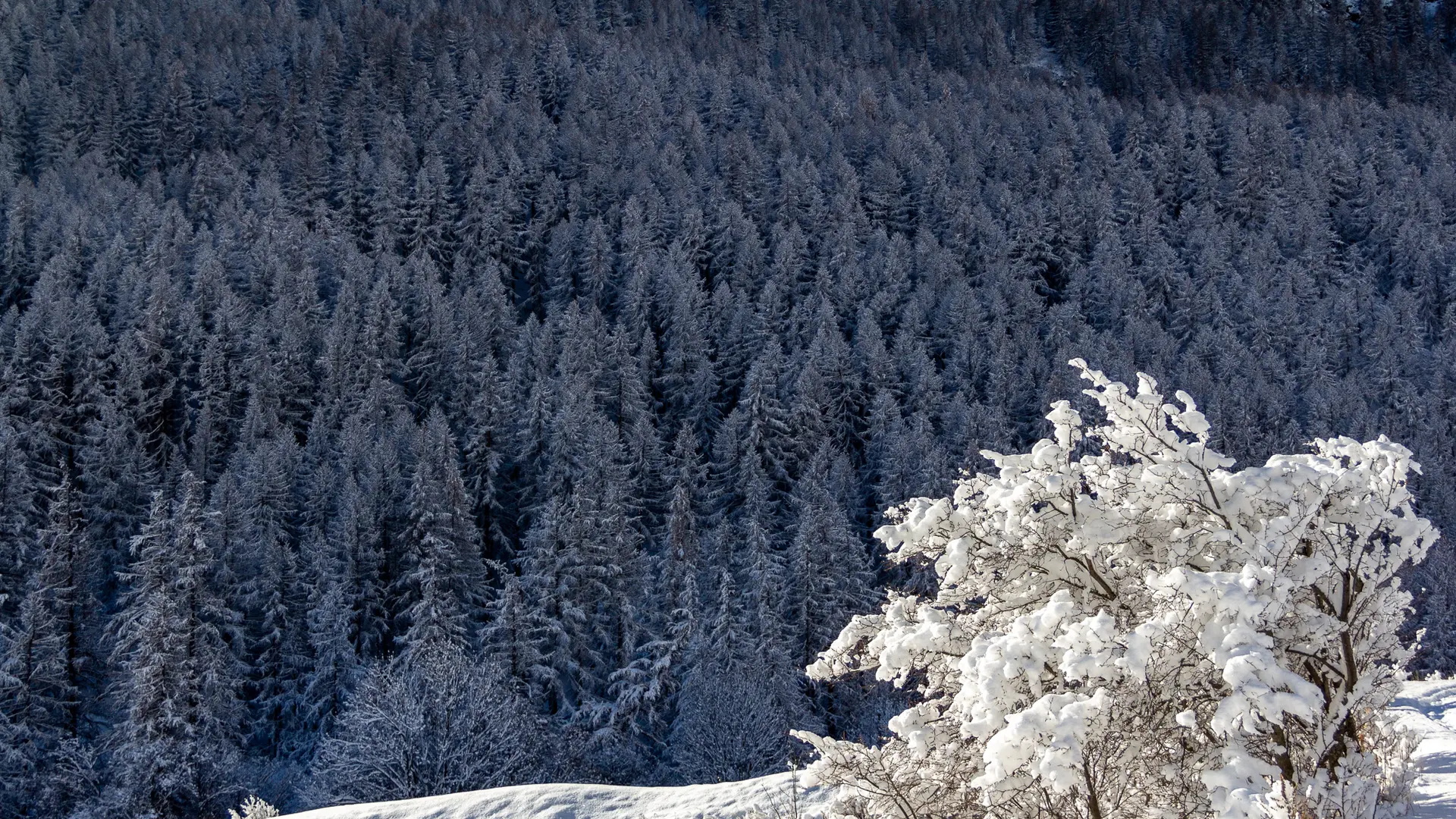 Vallée de la Clarée sous la neige